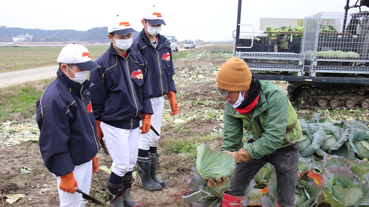 キャベツの収穫について教わる彦根東高校の生徒