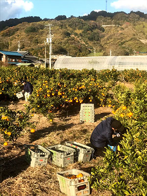 ＪＴＢは昨年12月に愛媛県でモデルケースとしてみかん農家の収穫作業を受託した。