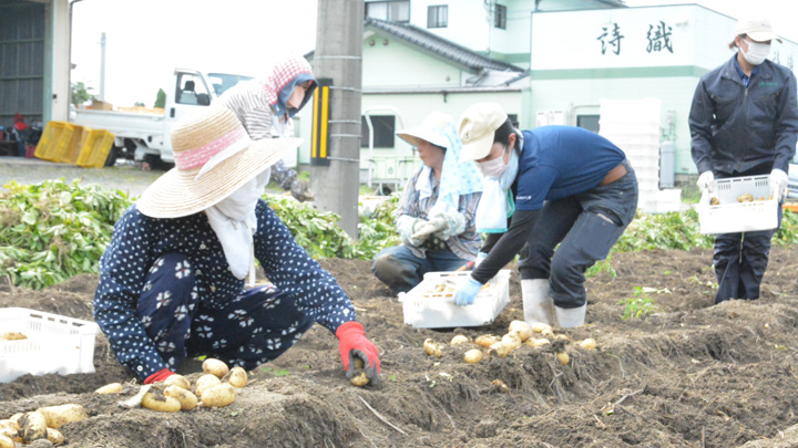 女性農業組織がジャガイモを学校給食に提供　ＪＡふくおか八女