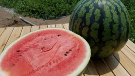 「ＪＡ全農COUNTDOWN JAPAN」で石川県産「金沢すいか」をプレゼント　ＪＡ全農