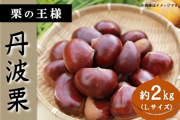 栗の王様　兵庫県産「丹波栗」販売開始　ＪＡタウン
