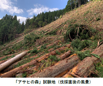 「アサヒの森」の試験地