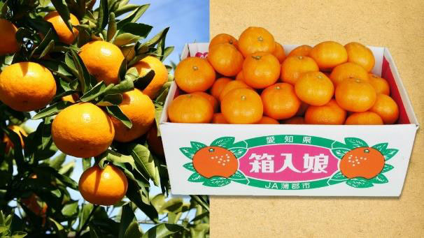 ＪＡ蒲郡市の「箱入娘」蒲郡みかん