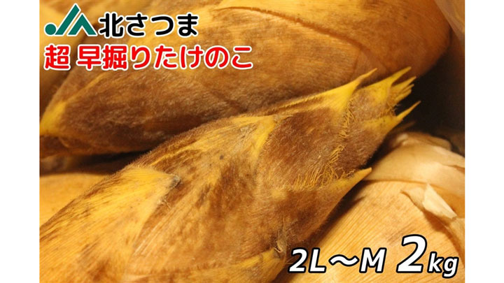 鹿児島県産ＪＡ北さつま「超早掘りたけのこ」販売開始　ＪＡタウン