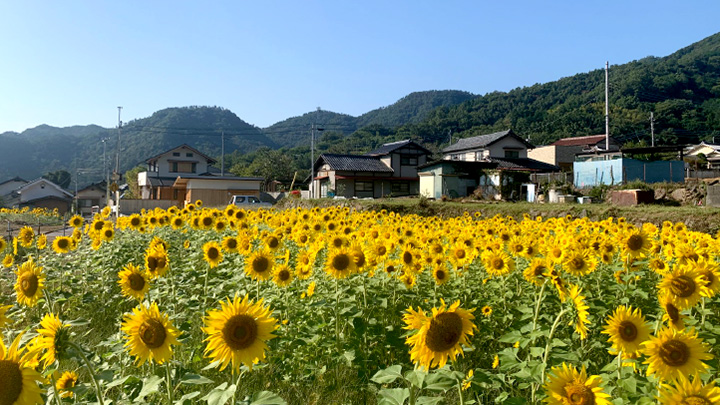 耕作放棄地をお花畑にーミツバチ餌資源の再生と地域農業への貢献を両立