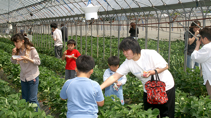 親子で賑わう観光イチゴ園