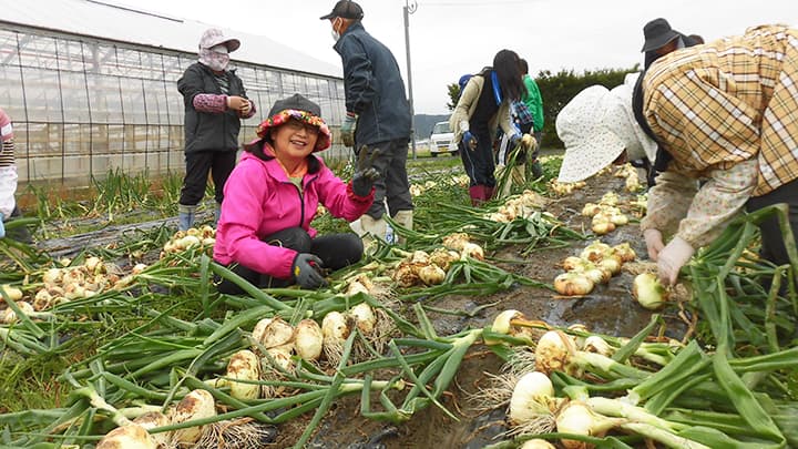 新玉ねぎの収穫（東延岡支部）