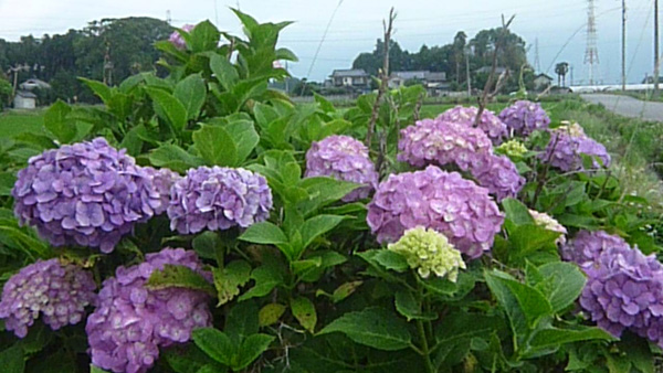 【花ひらく暮らしと地域―ＪＡ女性　四分の三世紀（3）】貧しさからの解放＜下＞朝の来ない夜はない！