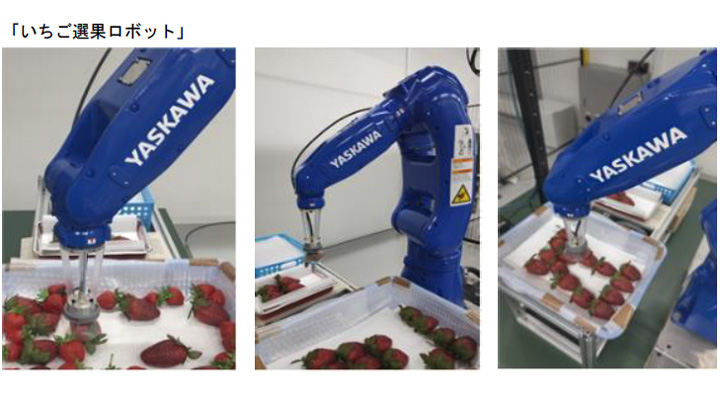 安川テクノロジーセンタで開発中のいちご選果ロボット