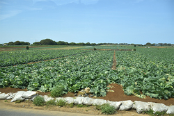 全国一の生産量を誇るＪＡちばみどりの春キャベツ