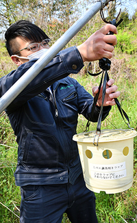 輸出の前準備で、園地にトラップを設置するＪＡ職員