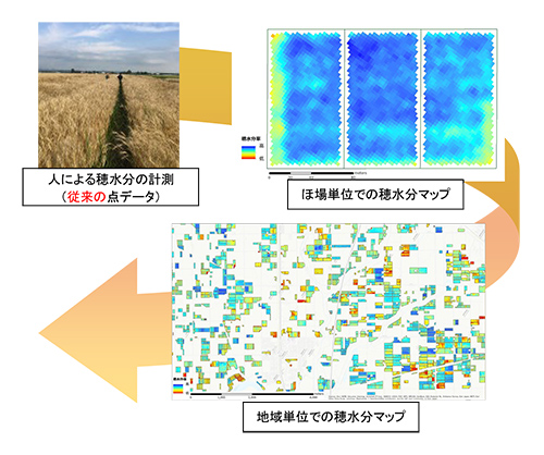 天晴れを利用した麦の穂水分率診断レポート