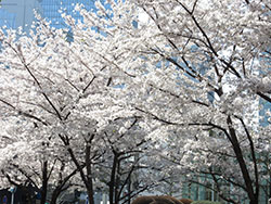 新年度を彩る桜