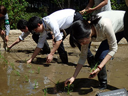 ビルの谷間で田植えするＪＡ職員