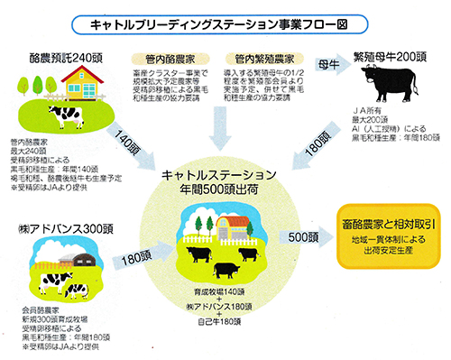 キャトルブリーディング事業フロー図