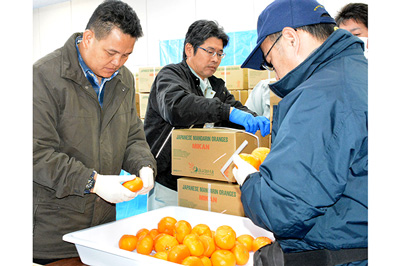 厳しいチェックをクリアし、輸出される「JAPANESE MANDARIN ORANGES『MIKAN』」と書かれた専用箱入りのミカン