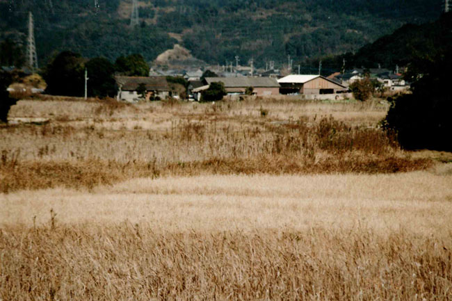 耕作放棄地が大区画の麦畑に復活2