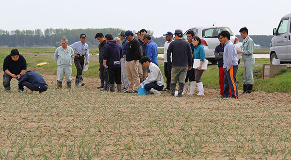 本格栽培2年目の「潟たまねぎ」19年産は400ｔ出荷　ＪＡ大潟村