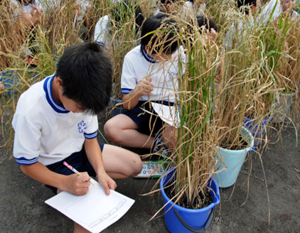 バケツ稲づくりに取り組む小学生たち