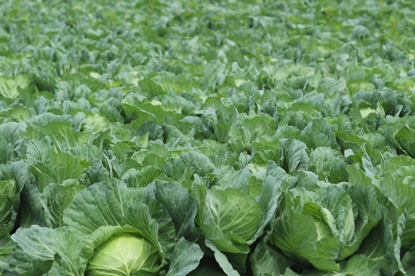 生産基盤弱体化を懸念－野菜価格低迷に全中会長