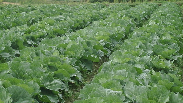 　ＪＡならけんは、学校給食で奈良県産野菜を使いたいという要請を受け、「学校給食用キャベツ・ダイコン」の生産者の募集を行っている。