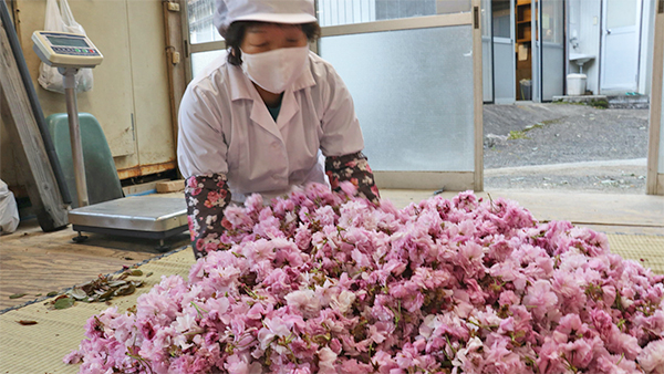 加工所に持ち込まれた八重桜の選別作業。