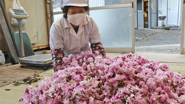 かながわブランド の桜の塩漬け 丹沢のさくら漬 加工真っ盛り ｊａはだの農家グループ 千村若竹加工部 ニュース ｊａの活動 Jacom 農業協同組合新聞