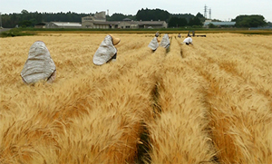 麦の異株除去作業