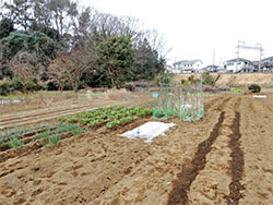 【現地レポート  ＪＡはだの（神奈川県）】貸し農園から体験農園へ　市民を都市農業の担い手に