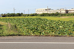 市内には多くの里芋畑が見られる