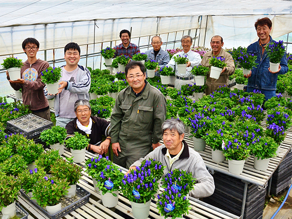 ＪＡオリジナルのリンドウを栽培する鉢花生産部会