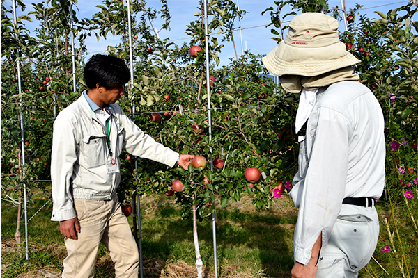 「農業支援プラン」を利用し、Ｕターン就農でリンゴ栽培を始めた生産者（右）とＪＡの営農指導員
