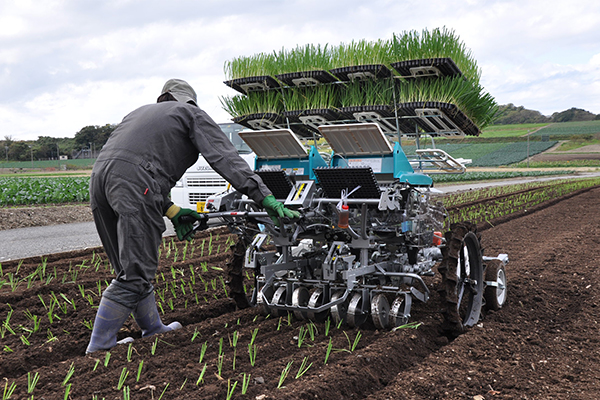 （株）ＪＡファームちたの苗供給事業がタマネギの植え付け機械化をあと押し