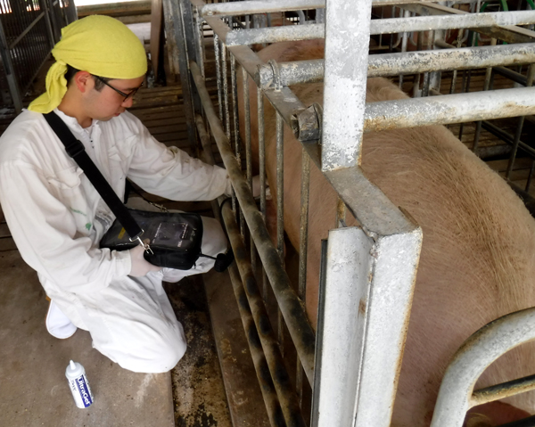 【ＪＡの活動】特集：畜産現場を支えるＪＡ全農の若い力　大切な豚の観察と体調管理