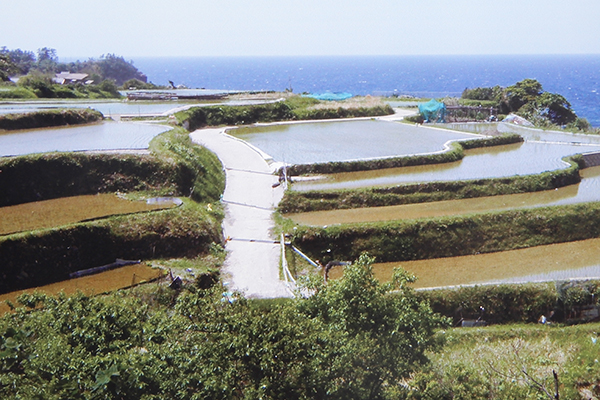 多面的機能を果たす棚田（兵庫県丹後半島）