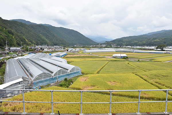 ハウスが広がる安芸郡安田町の農地