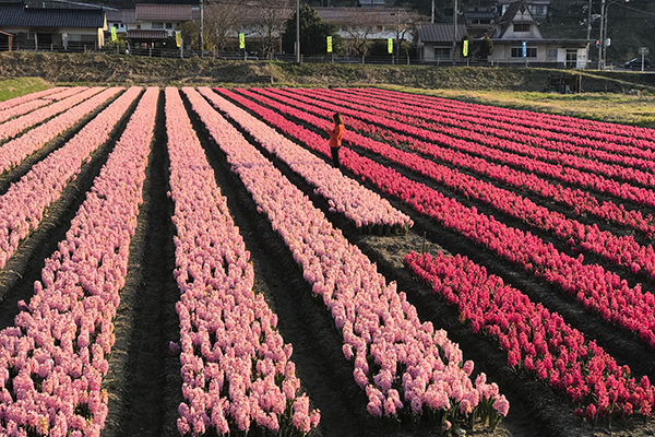 春先にはヒヤシンスの花が一面に