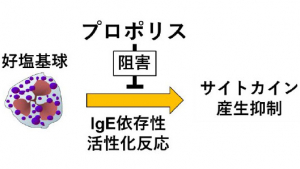 プロポリスのIgE依存性好塩基球サイトカイン産生に対する抑制機構の概略図