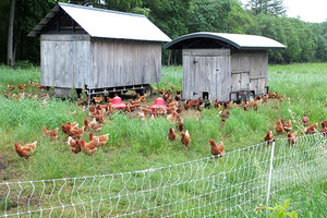 放し飼いの採卵鶏　市民・ＮＰＯが支える「もうひとつのアメリカ農業」（１）【村田武・九州大学名誉教授】