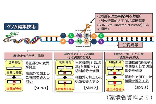 ゲノム編集技術