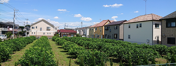 宅地に囲まれたレモン園