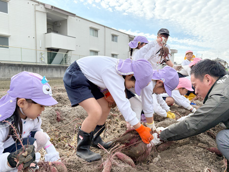 市内の園児によるサツマイモの収穫体験