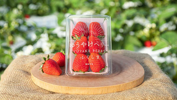 福島県産いちご「ゆうやけベリー」