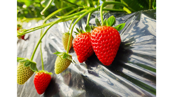 イチゴ新品種の「静岡16号」