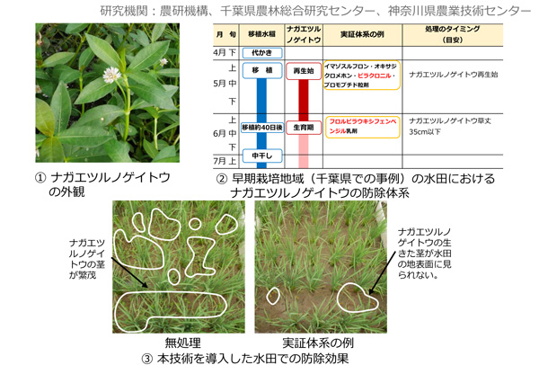ナガエツルノゲイトウの防除