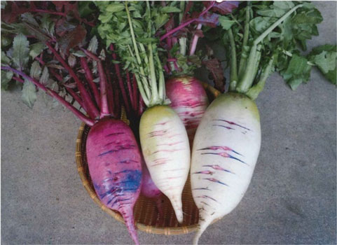 「北海道米」など4産品をＧＩ登録　米では初