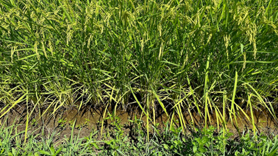 農業用水提供のダム3カ所が貯水量ゼロ　新潟県で渇水深刻化　米農家「収穫あきらめた田んぼも」