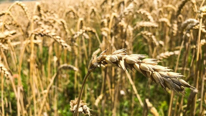 【ウクライナ危機！食料安全保障とこの国のかたち】シカゴ穀物相場は乱高下し、夏場に過去最高値も（２）　資源・食糧問題研究所　柴田明夫代表