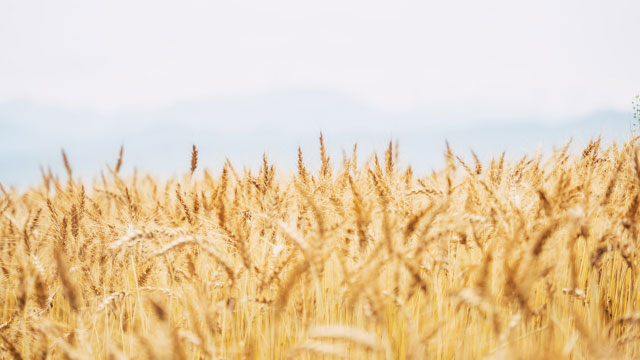 小麦の総需要量　コロナ影響で前年横ばい見通し　農水省