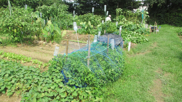 愛知県豊橋市「市民ふれあい農園」利用者募集中